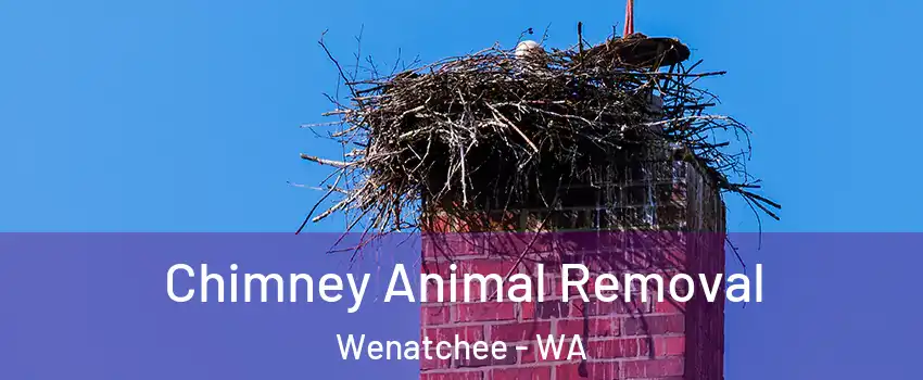 Chimney Animal Removal Wenatchee - WA