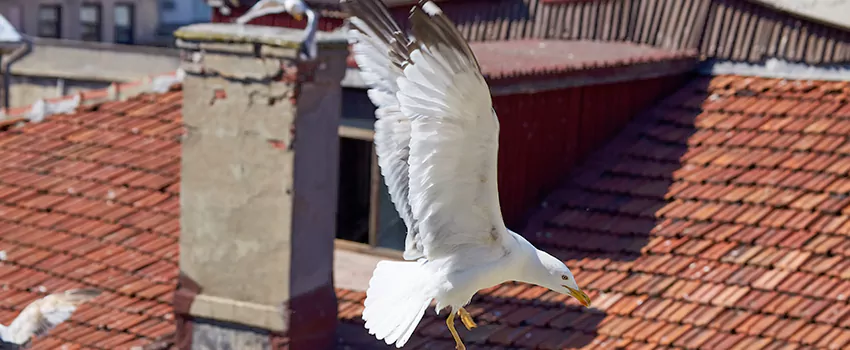 Residential Chimney Animal Removal Solution in Wenatchee, WA